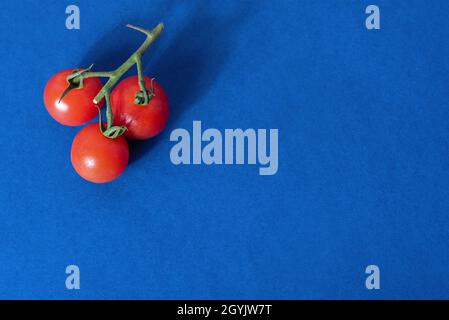 Tomatoes on a green branch on a blue background