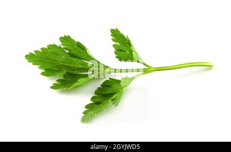 flat leaf parsley close up isolated on white background. Stock Photo