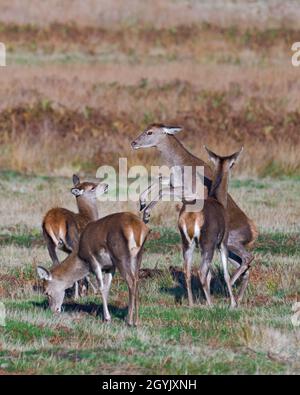 A small group of red deer hinds stood in Bradgate Deer Park, Newton Linford, Leicestershire, England, UK Stock Photo