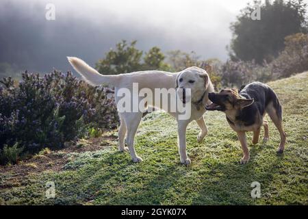 Labrador and German Shepherd playing together Stock Photo