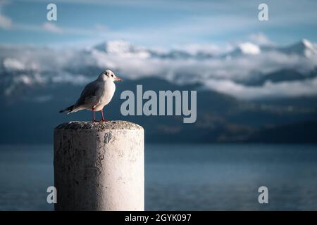 A gull sitting on a mast with a mountain range and a lake in the background Stock Photo