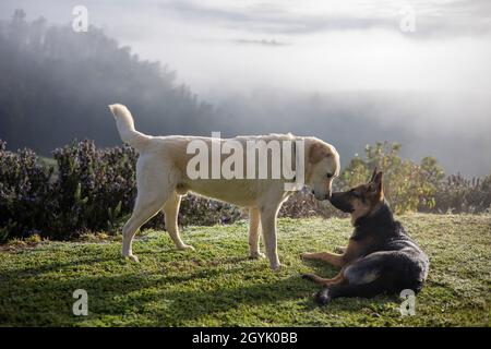 Labrador and German Shepherd playing together Stock Photo
