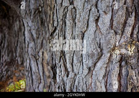 Close-up of pine tree bark. Stock Photo