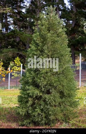 Sequoioideae, young redwood trees. Stock Photo