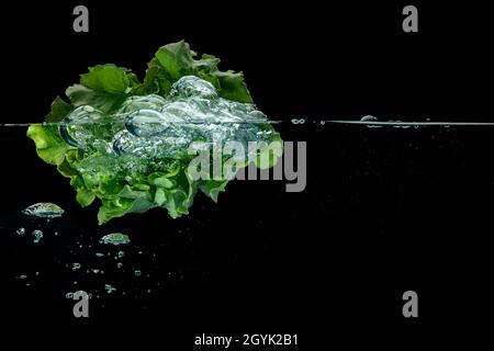 Fresh leafy green head of lettuce floating in clear clean water with trapped air bubbles over a black background in an above and below view conceptual Stock Photo