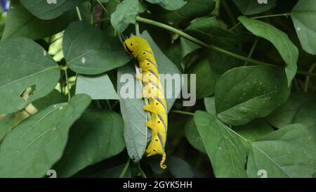 Close up of a large yellow caterpillar (death's head hawk moth's larval stage) with purple stripes on the body eating a winged bean leaf Stock Photo