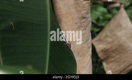 A Common Indian tree frog sitting on top of a banana leaf in the garden Stock Photo