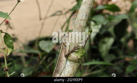 Medium close up of a female oriental garden lizard's front part with the trunk Stock Photo