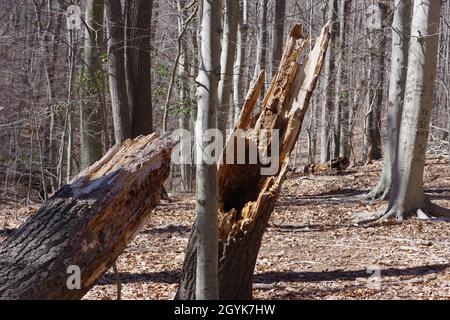 A dead split tree trunk in the woods along a hiking trail Stock Photo