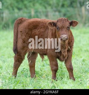Red Devon Cattle calf Stock Photo