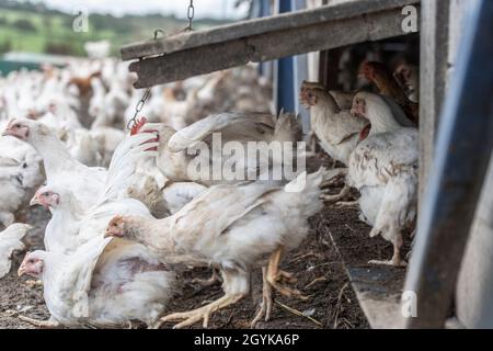 free range poultry unit Stock Photo