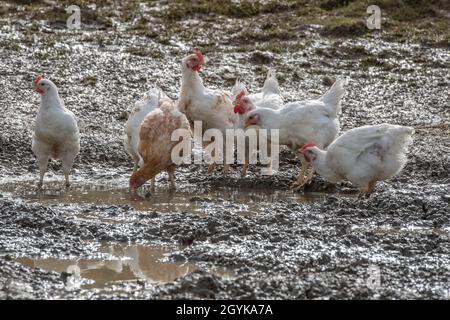 free range chickens in mud Stock Photo