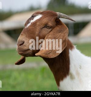 goat Stock Photo