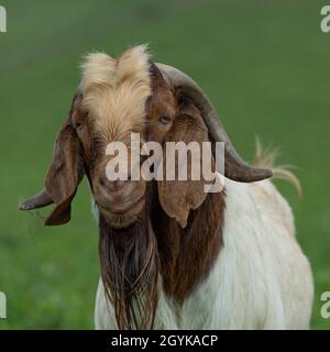 male billy goat Stock Photo
