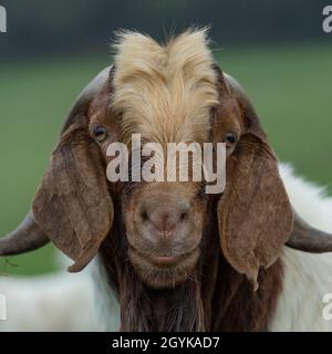 male billy goat Stock Photo