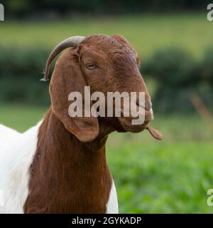 female Boer goat portrait Stock Photo