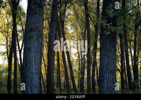 Mixed woodland in autumn with deciduous and evergreen trees  Stock Photo