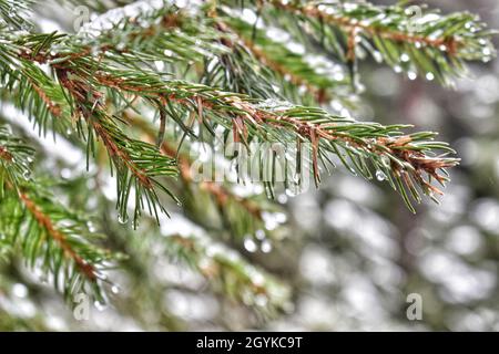 A winter day in the forest by the dam Shiroka polyana.Small details from the winter's overall picture - little frozen water drops on the pine needles. Stock Photo