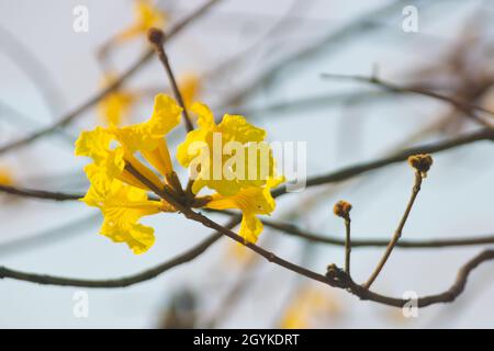 Handroanthus chrysanthus flowering plants in family Bignoniaceae. Stock Photo