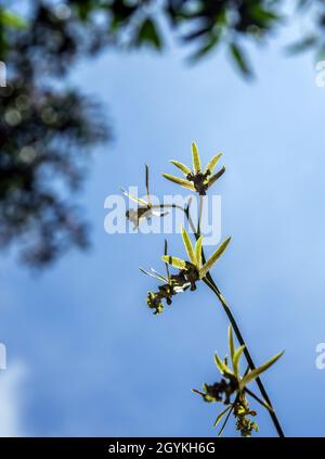 Small Orchid flowers of Eulophia Andamanensis Ground Orchid on the sky background Stock Photo