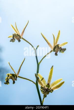 Small Orchid flowers of Eulophia Andamanensis Ground Orchid on the sky background Stock Photo