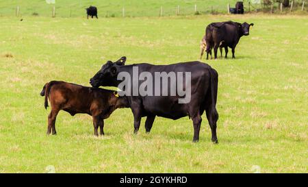 Black cow licking the back of its young calf in a Scottish meadow Stock Photo
