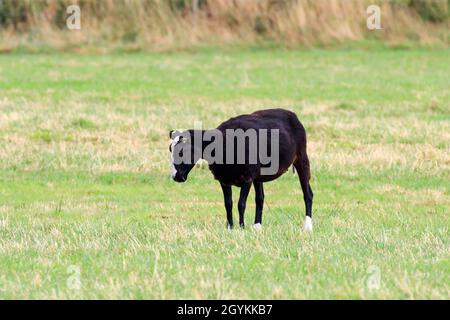 Zwartblie sheep looking towards the ground standing  in a Scottish meadow Stock Photo