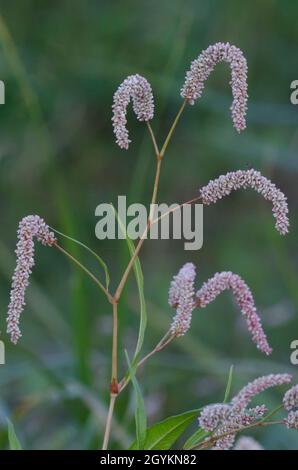 Curlytop Knotweed, Persicaria lapathifolia Stock Photo