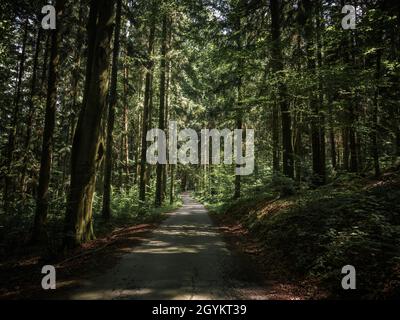 Green road hidden inside beautiful Czech forests. Unique and moody atmosphere from deep forest. Stock Photo