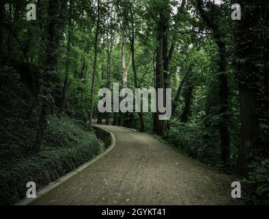 Green road hidden inside beautiful Czech forests. Unique and moody atmosphere from deep forest. Stock Photo