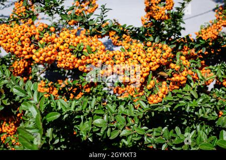 Small yellow and orange fruits or berries of Pyracantha plant, also known as firethorn in a garden in a sunny autumn day, beautiful outdoor floral bac Stock Photo