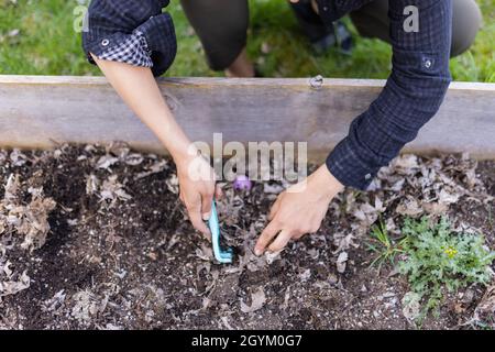 Female hands hiding easter eggs in an empty planter box Stock Photo