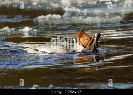 Goosander and European river lamprey Stock Photo