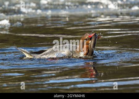 Goosander and European river lamprey Stock Photo