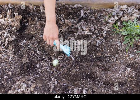 Female hands hiding easter eggs in an empty planter box Stock Photo
