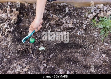 Female hands hiding easter eggs in an empty planter box Stock Photo