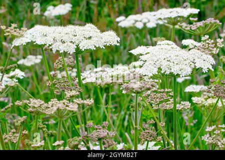 Hogweed or Cow Parsnip (heracleum sphondylium), close up of a group of the common umbellifer both in flower and in bud. Stock Photo