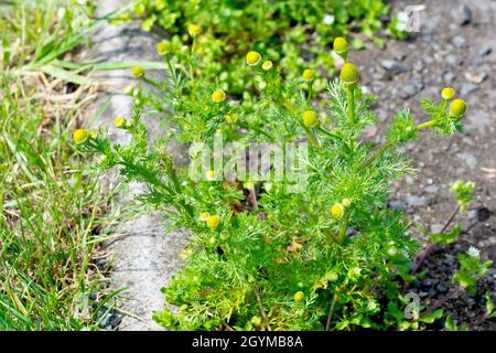 Pineappleweed (matricaria matricarioides), also know as Pineapple Mayweed, close up showing the plant growing at the edge of a rough path. Stock Photo