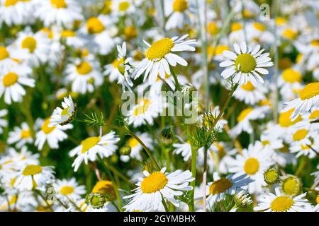 Scentless Mayweed (tripleurospermum inodorum), close up of a single plant out of many showing the white daisy-like flowers and the fine fleshy leaves. Stock Photo