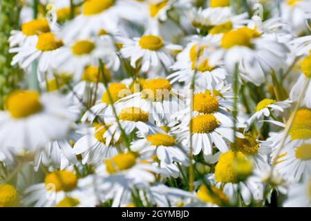 Scentless Mayweed (tripleurospermum inodorum), close up focusing on a few of the white daisy-like flowers of the plant out of a mass of others. Stock Photo