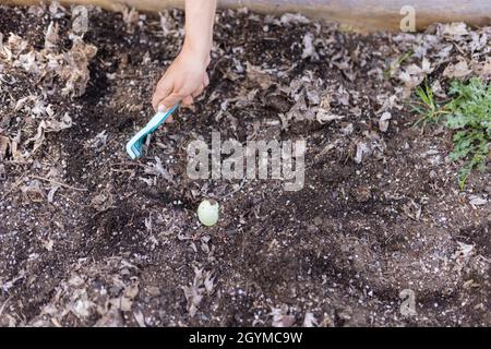Female hands hiding easter eggs in an empty planter box Stock Photo