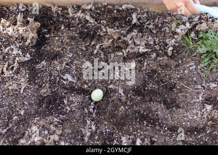 Female hands hiding easter eggs in an empty planter box Stock Photo