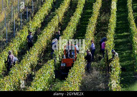 Grape pickers harvesting grapes for wine making in the Alsace region of France. grape harvest france pickers hand picking Stock Photo