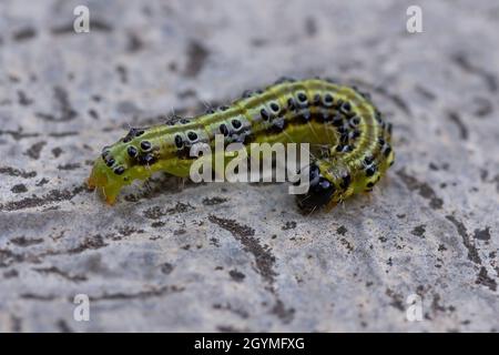 closeup of a box tree moth on cement surface ( Cydalima perspectalis ) Stock Photo