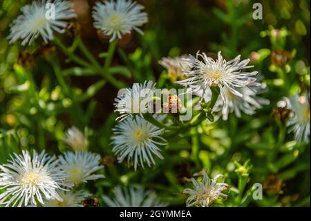 Delosperma tradescantioides plant with flowers closeup Stock Photo