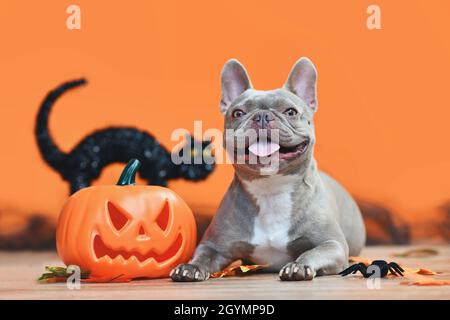 Happy Halloween French Bulldog dog with carved pumpkin, autumn leaves and black cat in orange background Stock Photo