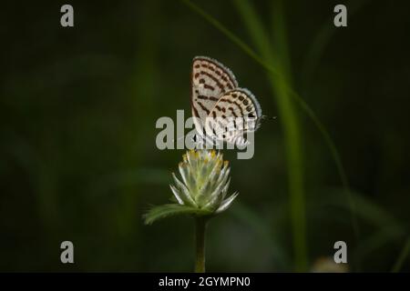 Spotted Pierrot, Tarucus callinara, Panna, Madhya Pradesh, India Stock ...