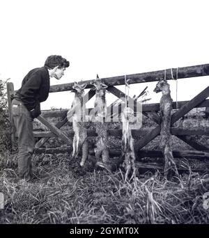 Gamekeeper's gibbet (1960's) shows foxes hung on farm gate. Stock Photo