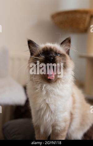 Portrait of a yawning cat resting indoors Stock Photo