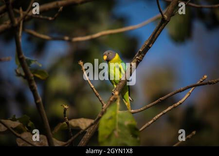 Plum-headed Parakeet, Psittacula cyanocephala, Parrot, bird, Parakeet, Panna Tiger Reserve, Madhya Pradesh, India Stock Photo